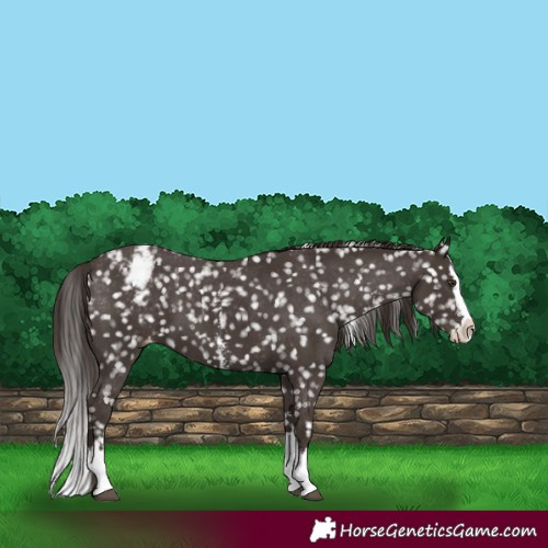 Horse Color:Liver Chestnut Sabino Splash Snowflake Varnish