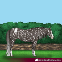 Horse Color:Liver Chestnut Sabino Splash Snowflake Varnish