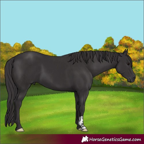 Horse Color:Smoky Black  and Smoky Black 