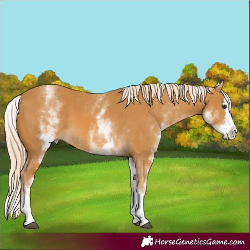 Horse Color:White Spotted Palomino Splash