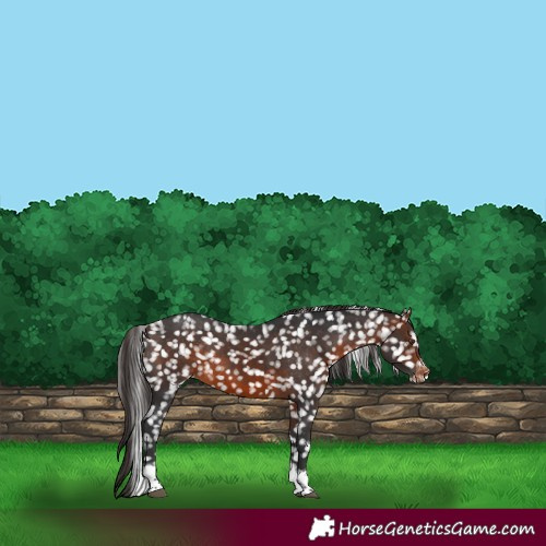 Horse Color:Brown Tobiano Appaloosa Rabicano 