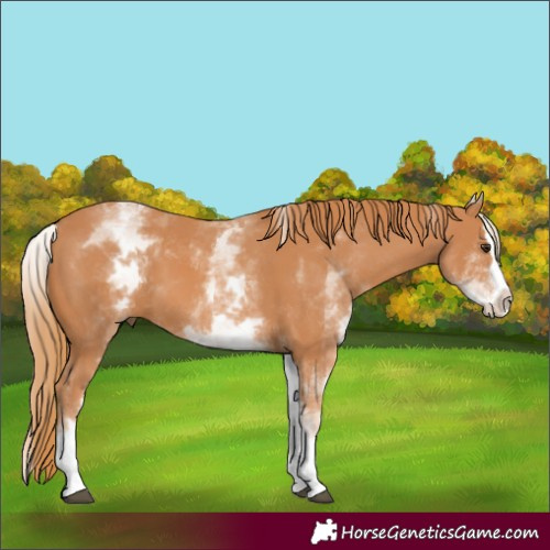 Horse Color:White Spotted Chestnut Splash 