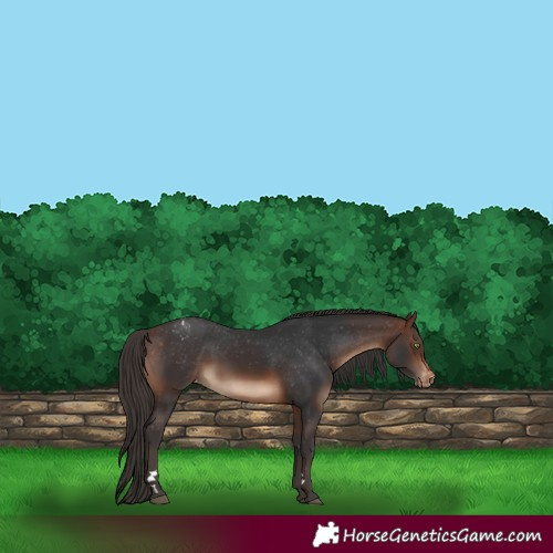 Horse Color:Brown Appaloosa Rabicano 
