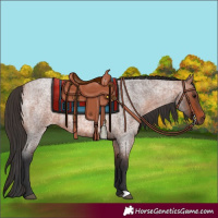Horse Color:Bay Roan 