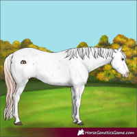 Horse Color:Liver Chestnut Sabino Splash Appaloosa 