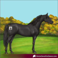 Horse Color:Smoky Black 