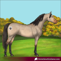 Horse Color:Bay Dun 