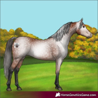 Horse Color:Gray Bay 