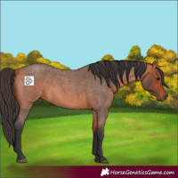 Horse Color:Bay Roan 