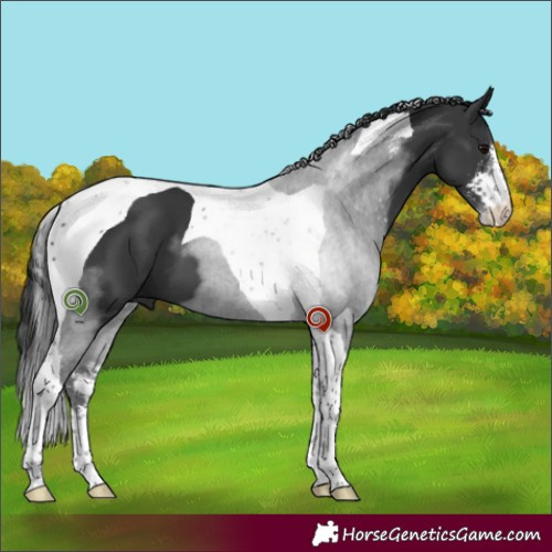 Horse Color:Black Sabino Tobiano 