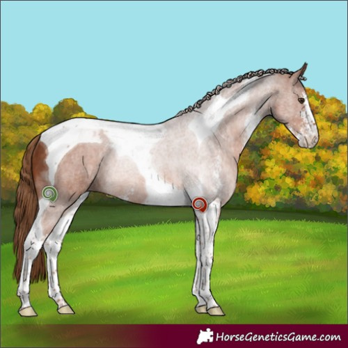 Horse Color:Chestnut Sabino Tobiano Rabicano 