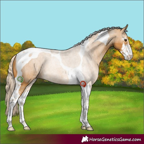 Horse Color:Palomino Sabino Tobiano 