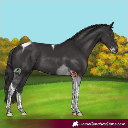 Horse Color:Smoky Black Sabino Tobiano Rabicano 