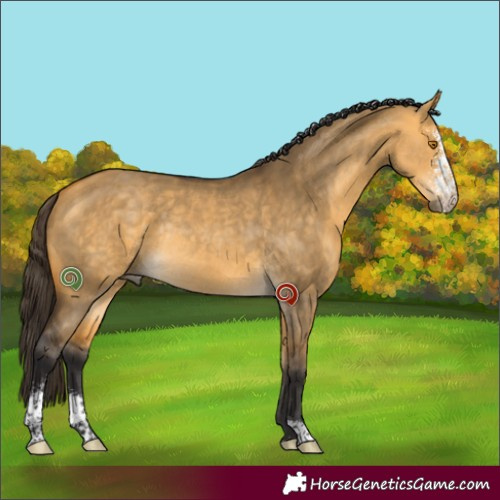 Horse Color:Buckskin Dun Sabino Rabicano 