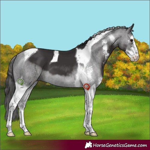 Horse Color:Smoky Black Sabino Tobiano 