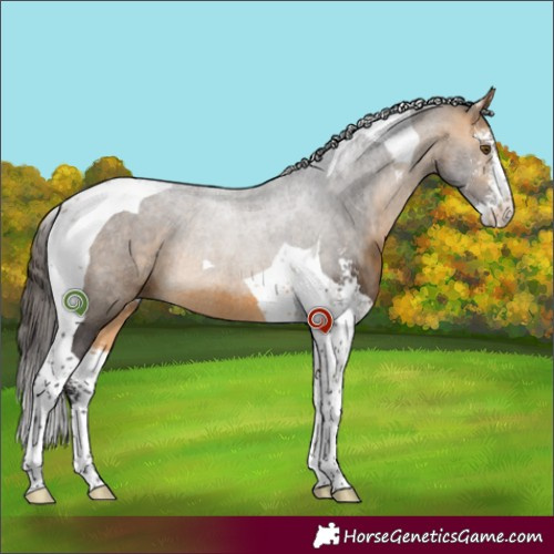 Horse Color:Buckskin Sabino Tobiano Rabicano 