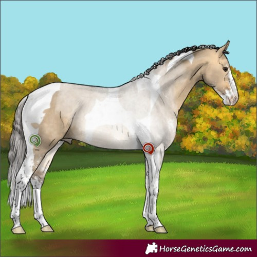 Horse Color:Buckskin Dun Sabino Tobiano Rabicano 