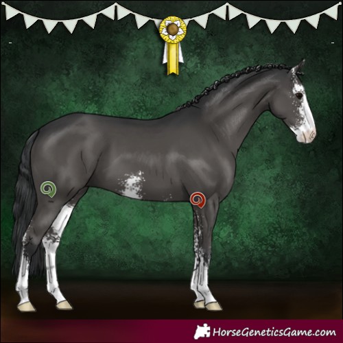 Horse Color:Black Sabino 