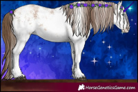 Horse Color:White Spotted Brown Pearl Sabino Rabicano