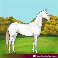 Horse Color:Chestnut Pearl Sabino 