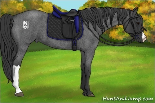 Horse Color:Blue Roan 