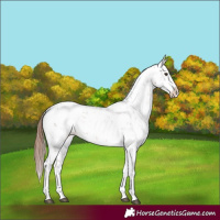 Horse Color:Chestnut Sabino Splash Appaloosa 