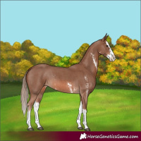 Horse Color:Chestnut Sabino Splash 