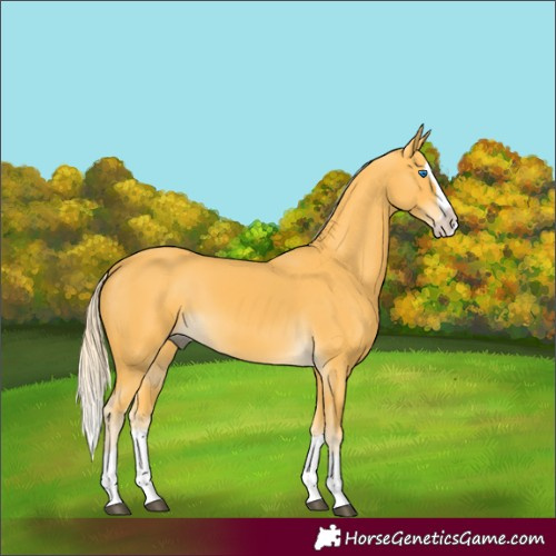Horse Color:Palomino Splash 