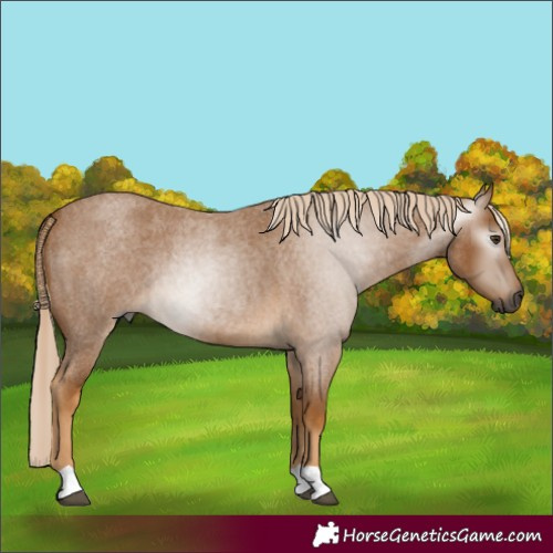 Horse Color:Gray Palomino Roan 