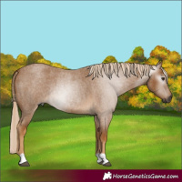 Horse Color:Gray Palomino Roan