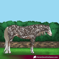Horse Color:Liver Chestnut Sabino Splash Appaloosa 