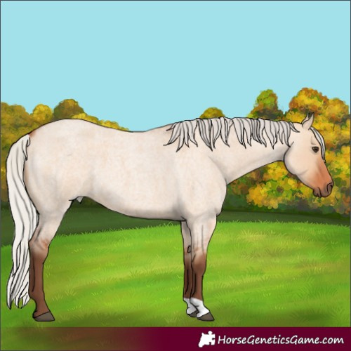 Horse Color:Silver Bay Roan Dun 