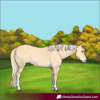 Horse Color:Palomino Dun Splash 