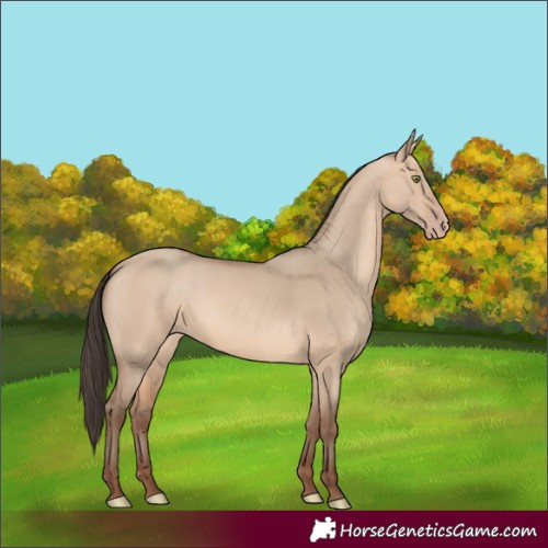 Horse Color:Amber Champagne Dun
