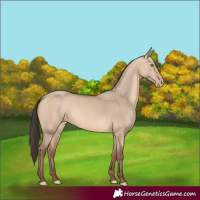 Horse Color:Amber Champagne Dun