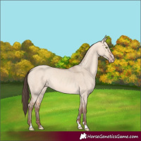 Horse Color:Amber Champagne Dun 