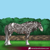 Horse Color:Liver Chestnut Sabino Splash Snowflake Varnish