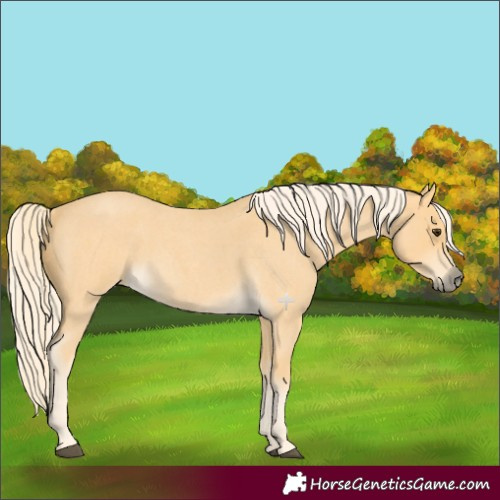 Horse Color:Palomino Roan 