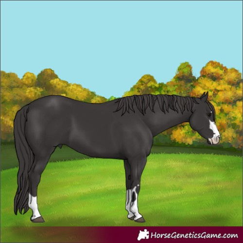 Horse Color:Smoky Black 