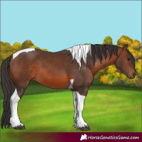 Horse Color:Brown Tobiano 