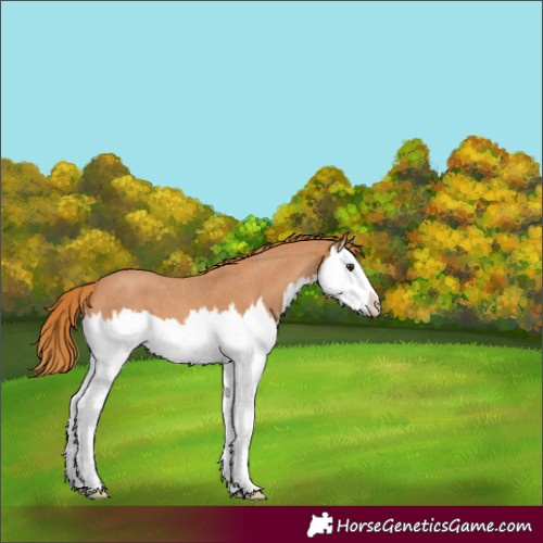 Horse Color:Red Roan Splash 