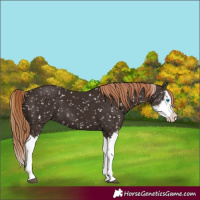 Horse Color:Liver Chestnut Sabino Splash Appaloosa 