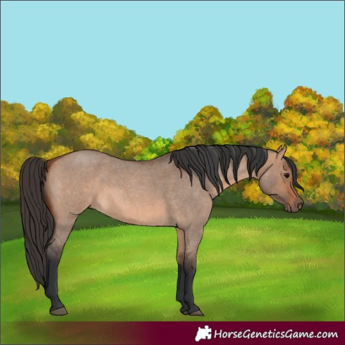 Horse Color:Bay Roan Dun 