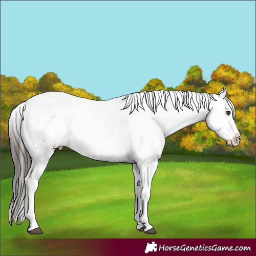 Horse Color:Liver Chestnut Sabino Splash Appaloosa