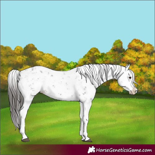 Horse Color:Liver Chestnut Sabino Splash Snowflake Varnish