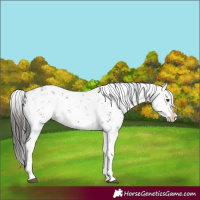 Horse Color:Liver Chestnut Sabino Splash Snowflake Varnish