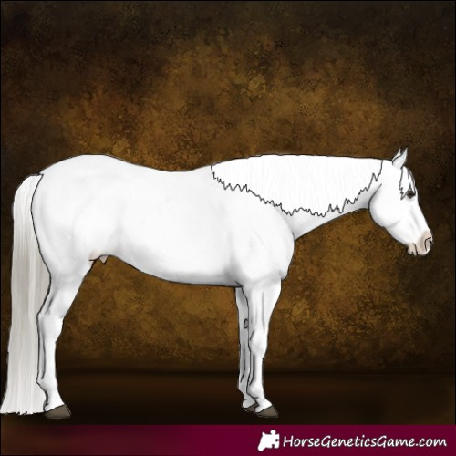 Horse Color:Liver Chestnut Mushroom Sabino Splash Appaloosa 