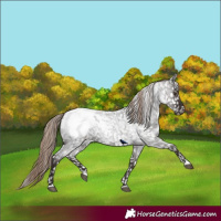 Horse Color:Liver Red Roan Snowcap 