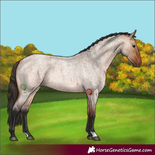 Horse Color:Bay Roan Dun Rabicano 