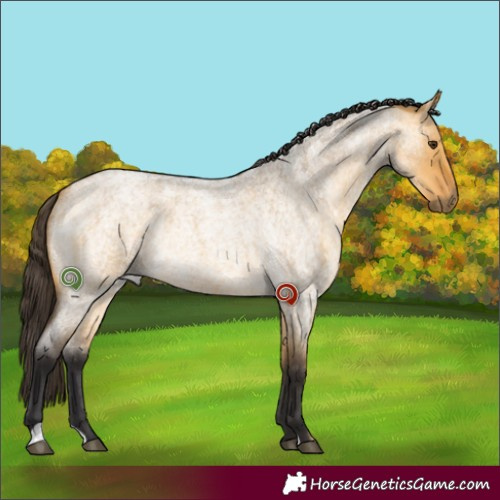 Horse Color:Buckskin Roan Dun Rabicano 